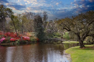 Magnolia Plantation and its Gardens near Charleston, South Carolina with Spring Azaleas blooming on an old plantation, USA, North America clipart