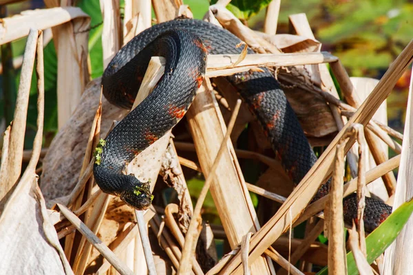 Beautiful Mud Snake Farancia Abacura Basking Sun Southeastern United States — Stock Photo, Image