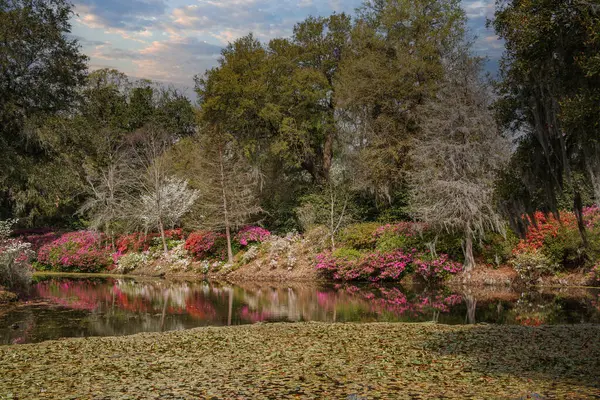 Magnolia Plantation Its Gardens Charleston South Carolina Spring Azaleas Blooming — Foto de Stock