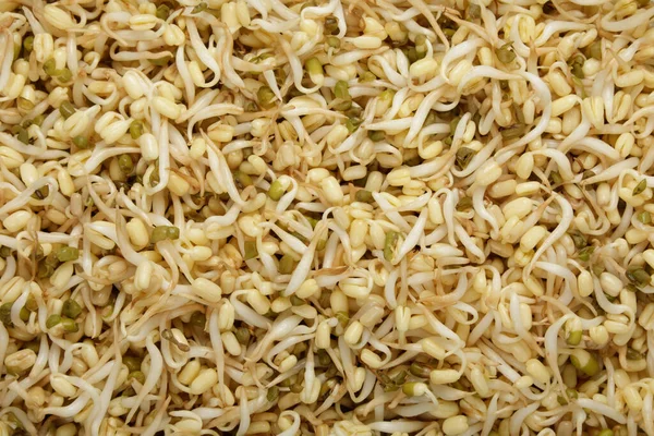 Close Flat Lay Top Mung Bean Sprouts Copy Space — Stock Photo, Image