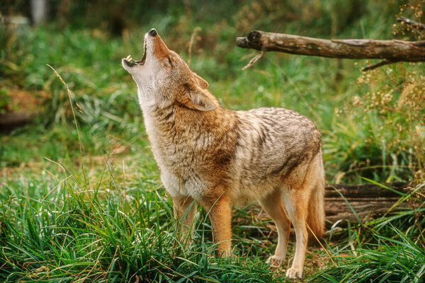 Coyote Canis latrans howling a calling of warning native to North America