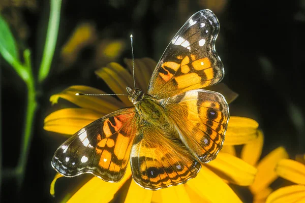 American Painted Lady Cynthia Virginiensis Also Known Painted Beauty Native — Stock Photo, Image