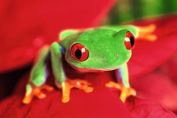 Close Red Eyed Green Treefrog Agalychnis Callidryas Isolated Leaf Copy — Stock Photo, Image