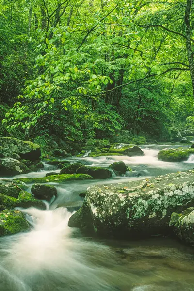 Cosby Creek Início Verão Great Mountains National Park Tennessee América Fotos De Bancos De Imagens