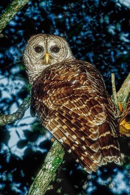 Florida Barred Owl Strix varia georgica Eveglades Ulusal Parkı, Florida, ABD, Kuzey Amerika