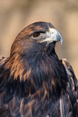 Kuzey Amerika, Kuzey Yarımküre 'de yaşayan bir Altın Kartal Aquila Chrysaetos portresi