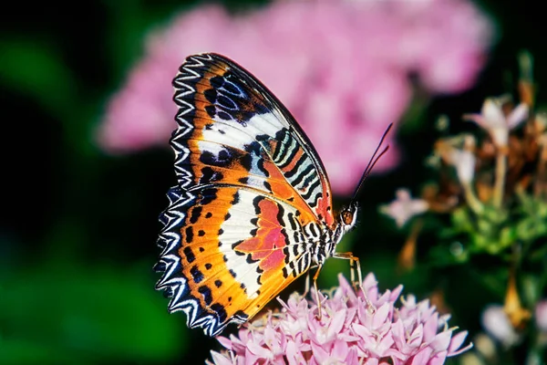Papillon Roux Cethosia Cydippe Trouvé Sur Côte Nord Est Australie — Photo