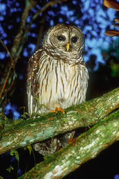 Florida Barred Owl Strix Varia Georgica Eveglades National Park Florida —  Fotos de Stock