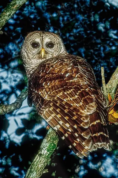 Florida Barred Owl Strix Varia Georgica Park Narodowy Eveglades Floryda — Zdjęcie stockowe