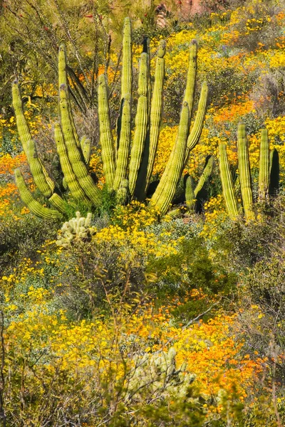 Pouštní Krajina Kaktusového Národního Památníku Varhan Arizona Kaktusy Brittlebush Gold Royalty Free Stock Obrázky