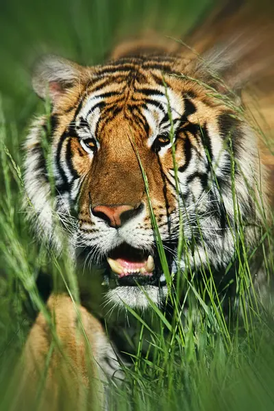 Bengal Tiger Panthera Tigris Tigris Attacking Grass Motion Blur Copy — Stock Photo, Image