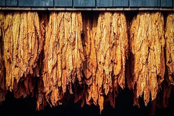 Tobacco Leaves Hanging Dry Barn South Carolina Usa North America — Stock Photo, Image