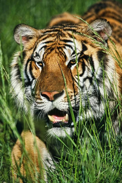 Tigre Bengale Panthera Tigris Tigris Attaquant Travers Herbe Avec Flou Image En Vente