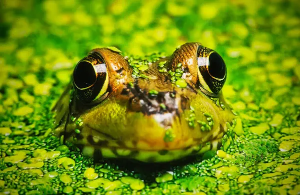 Green Frog Rana Clamitans Melanota Hiding Duckweed Stockbild