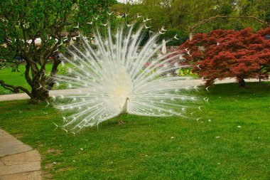 Parktaki güzel beyaz tavus kuşu,