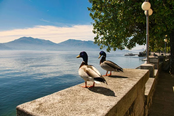 Όμορφες Εικόνες Της Λίμνης Maggiore — Φωτογραφία Αρχείου