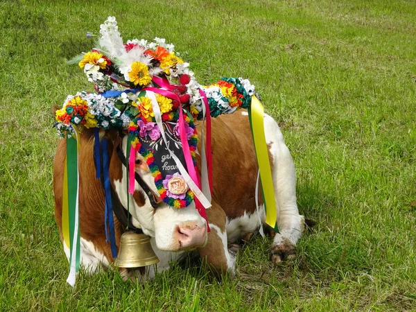 Almabtrieb Áustria Vacas Coloridas Decoradas — Fotografia de Stock
