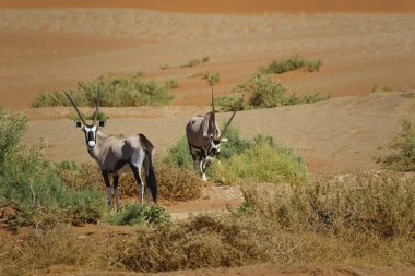 Namibya 'nın Namib çölünde Sossusvlei