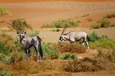 Namibya 'nın Namib çölünde Sossusvlei
