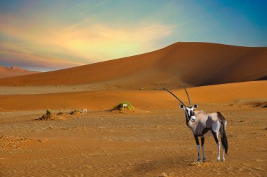 Namibya 'nın Namib çölünde Sossusvlei