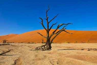 Namibya 'nın Namib çölünde Sossusvlei