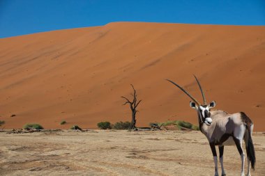 Namibya 'nın Namib çölünde Sossusvlei
