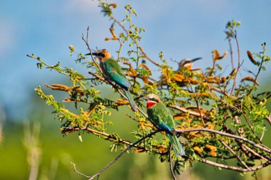 Beautiful colorful birds in Africa