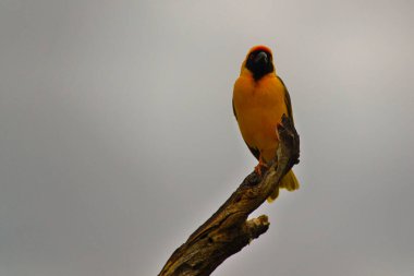 Beautiful colorful birds in Africa