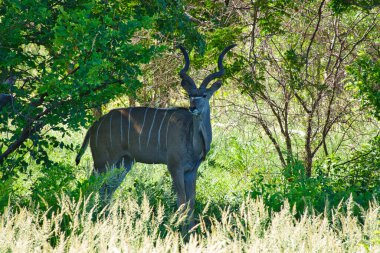 Antelope in the Okavango National Park in Botswana