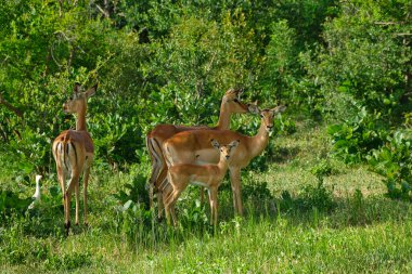 Antelope in the Okavango National Park in Botswana