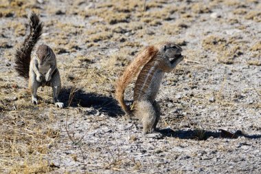African bush squirrel in Etosha National Park