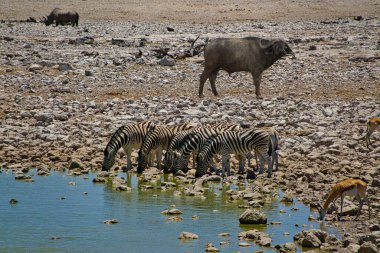 Animals in Etosha National Park at the waterhole