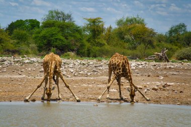 Animals in Etosha National Park at the waterhole
