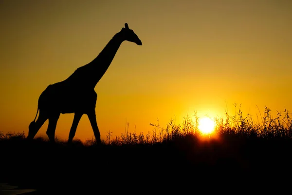 Africa sunset and sunrise with giraffes