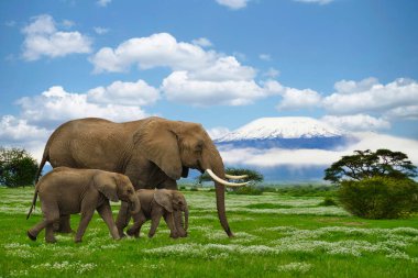 Elephants and Mount Kilimanjaro in Amboseli National 