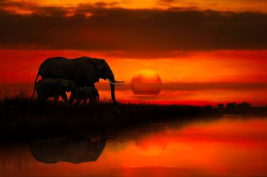 Afrika 'nın gün batımının ve fillerle gün doğumunun güzel resimleri 
