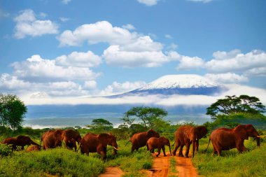 Amboseli Milli Parkı 'nda filler ve Kilimanjaro Dağı 