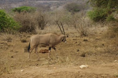 Ulusal Park 'ta antiloplar Tsavo Doğu, Tsavo Batı ve Kenya' da Amboseli