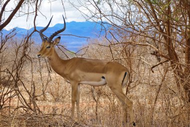 Ulusal Park 'ta antiloplar Tsavo Doğu, Tsavo Batı ve Kenya' da Amboseli
