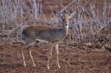 Ulusal Park 'ta antiloplar Tsavo Doğu, Tsavo Batı ve Kenya' da Amboseli