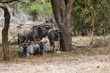 Ulusal Park 'ta antiloplar Tsavo Doğu, Tsavo Batı ve Kenya' da Amboseli