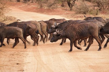 Buffalo Tsavo Doğu Ulusal Parkı, Tsavo Batı Kenya