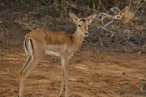 Ulusal Park 'ta antiloplar Tsavo Doğu, Tsavo Batı ve Kenya' da Amboseli