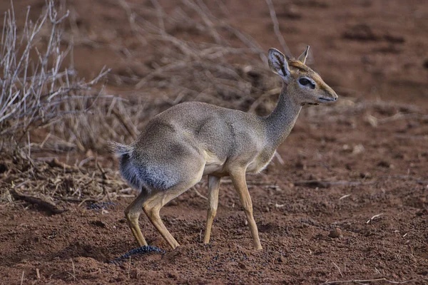 Ulusal Park 'ta antiloplar Tsavo Doğu, Tsavo Batı ve Kenya' da Amboseli