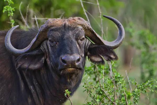 Buffalo Tsavo East National Park Tsavo West Kenya Royalty Free Stock Images