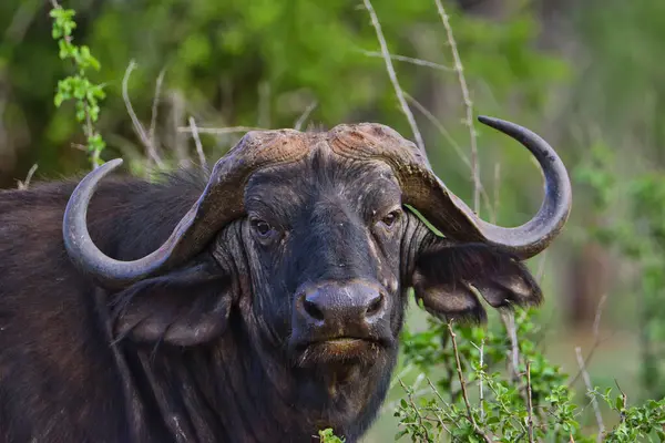 Buffalo Tsavo East National Park Tsavo West Kenya Stock Picture
