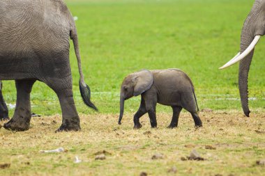 Tsavo Doğu 'daki filler ve Kenya' daki Tsavo Batı Ulusal Parkı