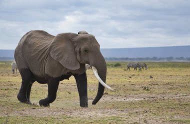 Tsavo Doğu 'daki filler ve Kenya' daki Tsavo Batı Ulusal Parkı