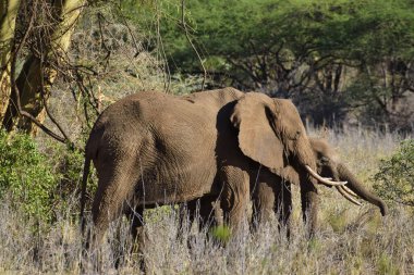 Tsavo Doğu 'daki filler ve Kenya' daki Tsavo Batı Ulusal Parkı