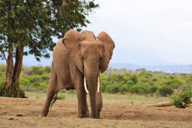 Tsavo Doğu 'daki filler ve Kenya' daki Tsavo Batı Ulusal Parkı